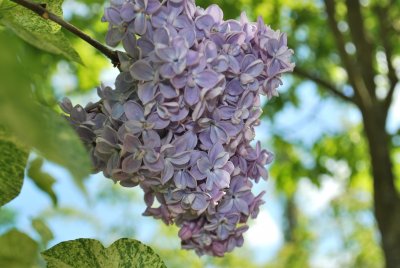 Syringa vulgaris 'Aucubifolia' - šeřík obecný - květenství